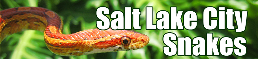 Salt Lake City snake